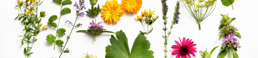 Gyógynövény alapú készítmények